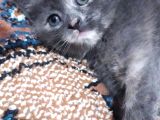 Yavru Kedi