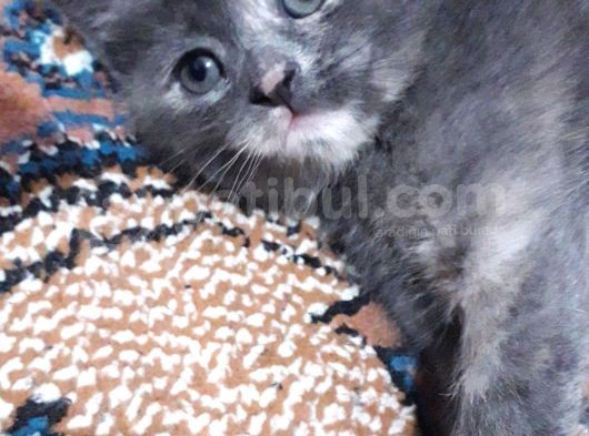 Yavru Kedi görsel