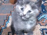 Yavru Kedi