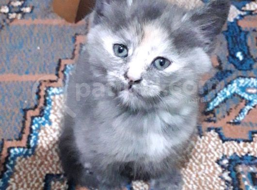 Yavru Kedi görsel