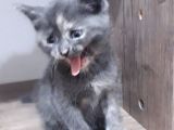 Yavru Kedi
