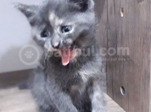 Yavru Kedi görsel