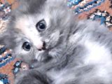 Yavru Kedi