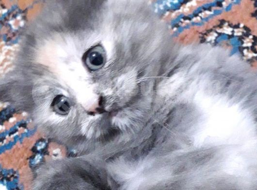Yavru Kedi görsel