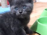Yavru Kedi