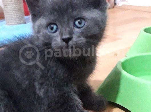 Yavru Kedi