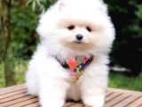 Teddy Face Pomeranian Boo Yavrularımız
