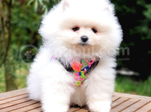 Teddy Face Pomeranian Boo Yavrularımız görsel