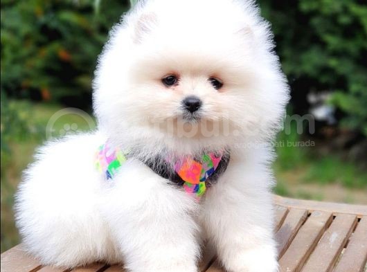 Teddy Face Pomeranian Boo Yavrularımız görsel