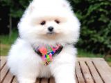 Teddy Face Pomeranian Boo Yavrularımız