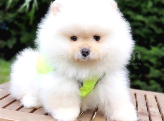 Teddy Face Pomeranian Boo Yavrularımız görsel