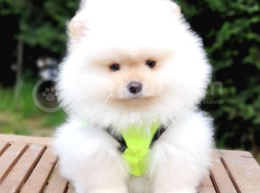 Teddy Face Pomeranian Boo Yavrularımız