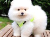 Teddy Face Pomeranian Boo Yavrularımız