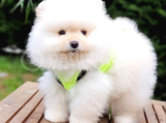 Teddy Face Pomeranian Boo Yavrularımız görsel
