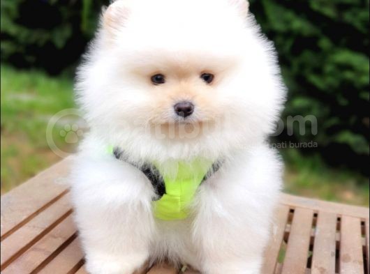 Teddy Face Pomeranian Boo Yavrularımız görsel