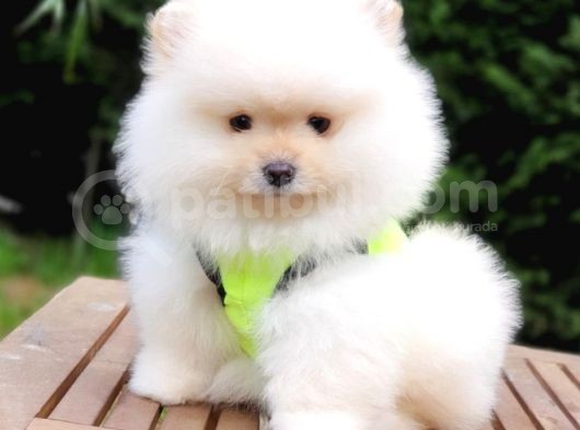 Teddy Face Pomeranian Boo Yavrularımız görsel