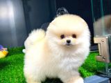 Irk Ve Sağlık Garantili Pomeranian Boo Yavrularımız