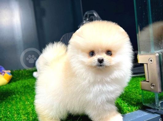 Irk Ve Sağlık Garantili Pomeranian Boo Yavrularımız görsel