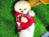 Irk Ve Sağlık Garantili Pomeranian Boo Yavrularımız