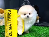 Irk Ve Sağlık Garantili Pomeranian Boo Yavrularımız