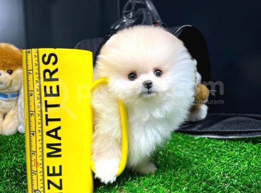Irk Ve Sağlık Garantili Pomeranian Boo Yavrularımız görsel