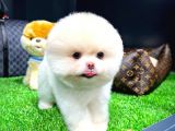 Irk Ve Sağlık Garantili Pomeranian Boo Yavrularımız