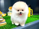 Irk Ve Sağlık Garantili Pomeranian Boo Yavrularımız