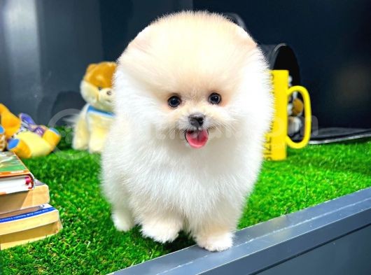 Irk Ve Sağlık Garantili Pomeranian Boo Yavrularımız görsel