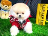 Irk ve Sağlık Garantili Pomeranian Boo Yavrularımız