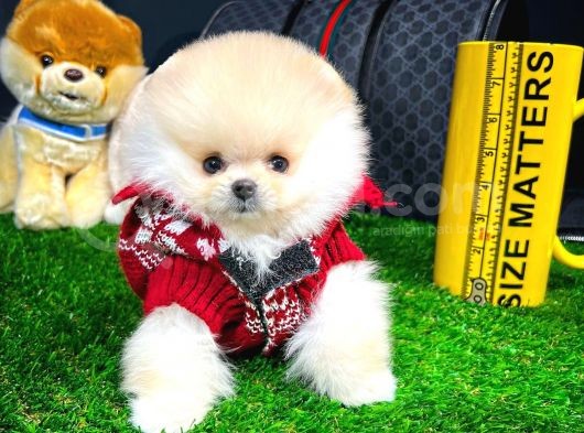 Irk Ve Sağlık Garantili Pomeranian Boo Yavrularımız