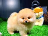 Ayı Surat Pomeranian Boo Yavrularımız