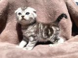 Scottish Fold