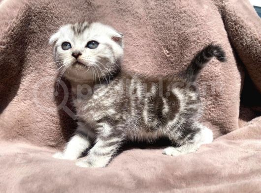 Scottish Fold görsel
