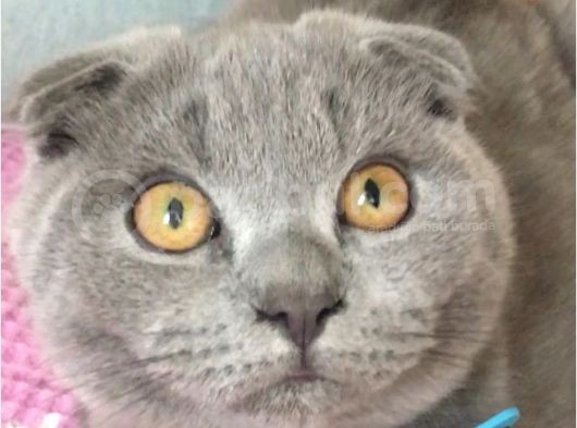 4 Aylık Oğlumu Yurtdışı Çıkış Nedeniyle Sahiplendirmek Istiyorum