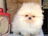 Safkan Pomeranian Boo Yavrularımız