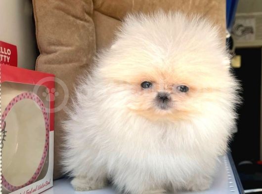 Safkan Pomeranian Boo Yavrularımız