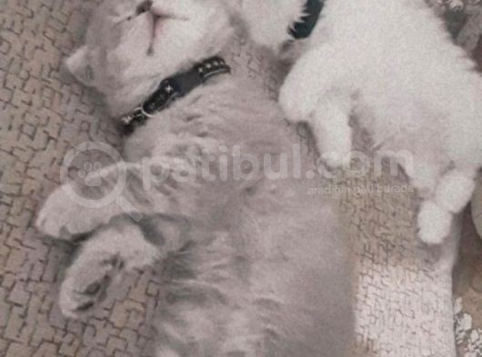 Beyaz Schottis Fold Long Hair