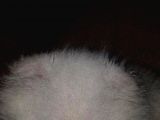 Beyaz Schottis Fold Long Hair