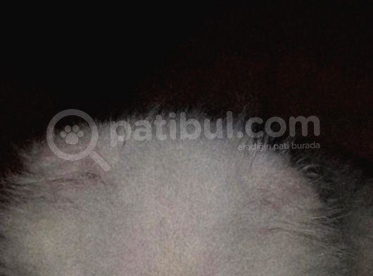 Beyaz Schottis Fold Long Hair görsel
