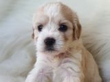 Particolor Dişi Maltipoo Yavrumuz Teslime Hazır
