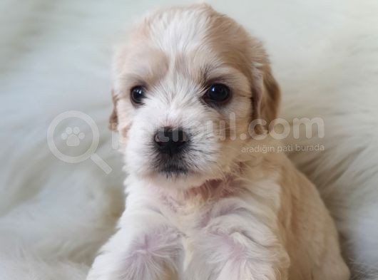 Particolor Dişi Maltipoo Yavrumuz Teslime Hazır görsel