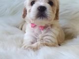Particolor Dişi Maltipoo Yavrumuz Teslime Hazır
