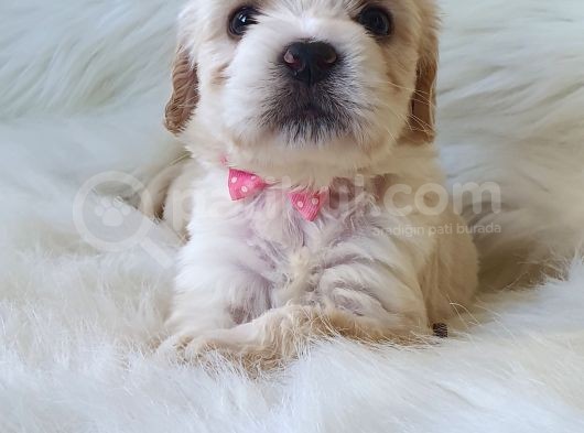 Particolor Dişi Maltipoo Yavrumuz Teslime Hazır görsel