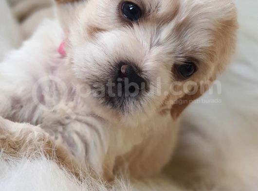 Particolor Dişi Maltipoo Yavrumuz Teslime Hazır görsel