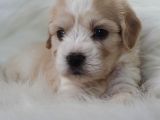Particolor dişi Maltipoo Yavrumuz Teslime Hazır