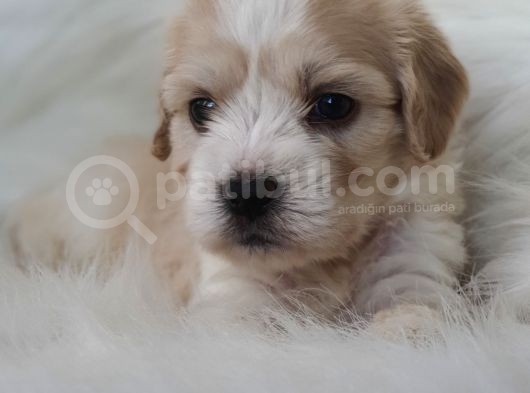 Particolor Dişi Maltipoo Yavrumuz Teslime Hazır