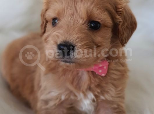 Brown Renk Dişi Maltipoo Yavrumuz Teslime Hazır görsel