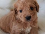 Brown Renk Dişi Maltipoo Yavrumuz Teslime Hazır