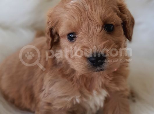 Brown Renk Dişi Maltipoo Yavrumuz Teslime Hazır görsel