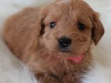 Brown Renk Dişi Maltipoo Yavrumuz Teslime Hazır